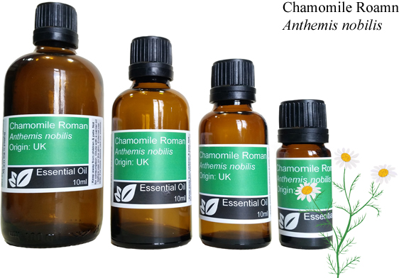 Roman Chamomile DILUTE 5% Essential Oil  in Grapeseed (Anthemis nobilis)