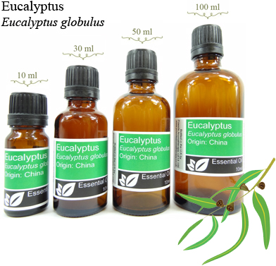 Eucalyptus Essential Oil (eucalyptus globulus)