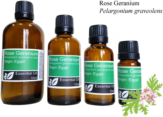 Rose Geranium (pelargonium graveolens rosa)
